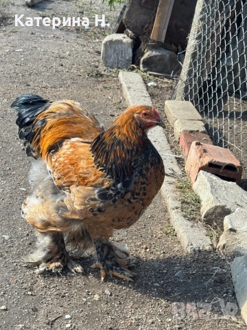 Петли Брама - Сплаш и Мотлед, снимка 1