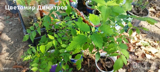 Растения в контейнер - бяла върба, нар, текома, люляк, праскова, къпини без бодли, дюля, снимка 2 - Градински цветя и растения - 49450739