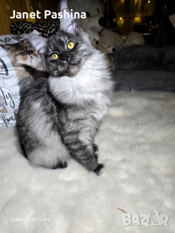 Мейн кун, снимка 4 - Мейн кун - 52322892