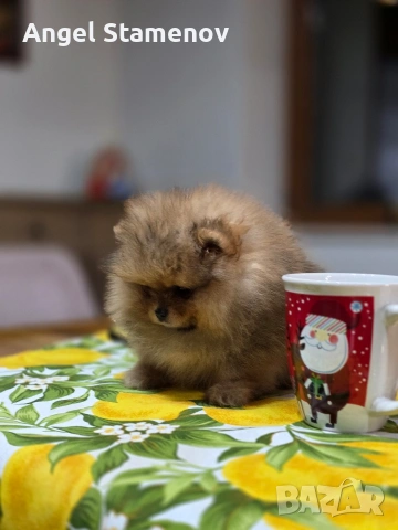 Померанче,шоко тан момиченце!, снимка 6 - Померан - 53685781