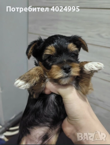 йоркширски териер 