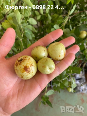 Хинап - Финап, снимка 8 - Разсади - 37713586