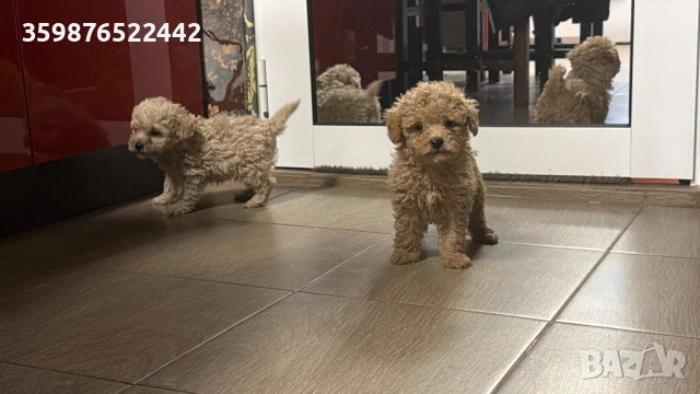 Пудел той, снимка 4 - Пудели - 54178018