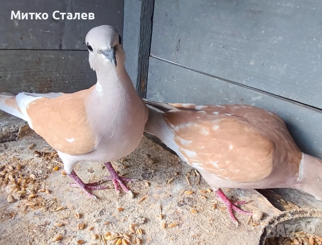 Клетка за скумрутки ( гълъби )