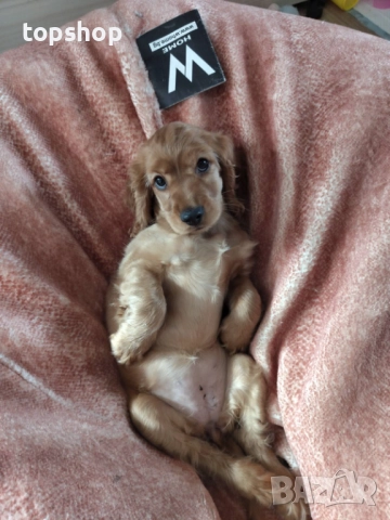 Продавам кученце Кокер Шпаньол - чиста порода, родена 26.08.25 Обезпаразитена, снимка 6 - Кокер шпаньол - 52685128