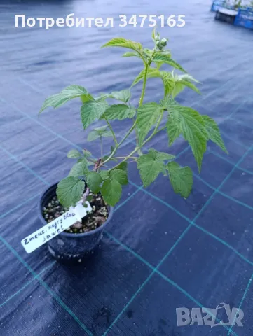 Черна малина  сорт-Zmeur negru Black Jewel, снимка 2 - Градински цветя и растения - 50297035