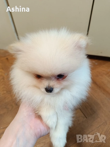 померан мини, снимка 5 - Померан - 53597861