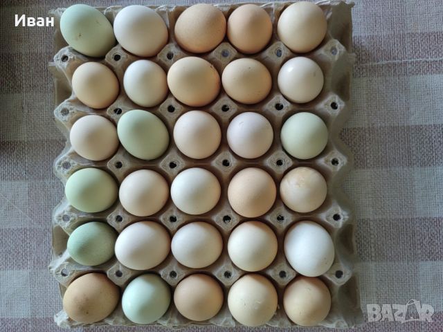 Продавам домашни яйца, снимка 2 - Кокошки и пуйки - 46409007