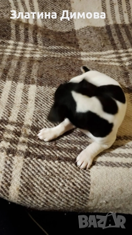 Уникални джак ръсел териери, снимка 2 - Джак ръсел териер - 52924080