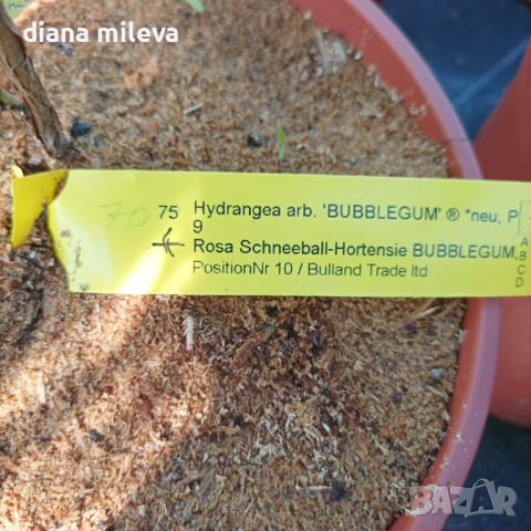 Хортензия Бъбългъм за супер слънце, Hydrangea Candybelle Bubblegum, снимка 5 - Градински цветя и растения - 45702429