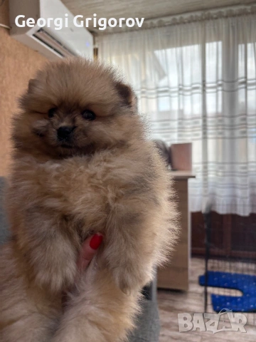 Момче померам, снимка 4 - Померан - 53629753