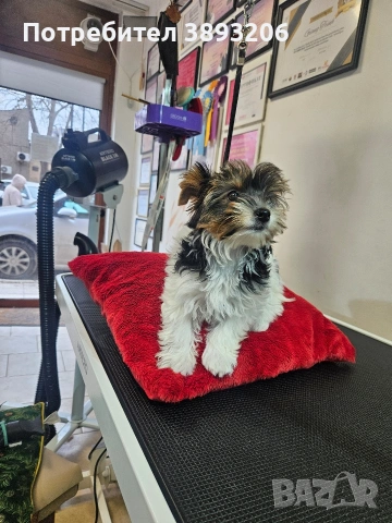 биверчета, снимка 9 - Йоркширски териер - 52788675