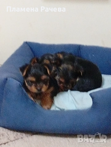 Йоркширски териер , снимка 2 - Йоркширски териер - 54261007