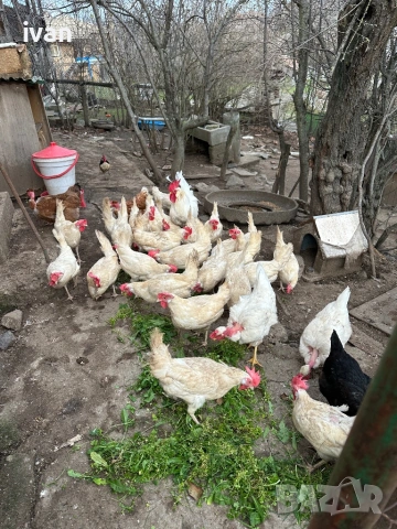 Домашни яйца , снимка 4 - Кокошки и пуйки - 50113948