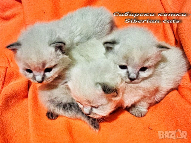 Сибирчета, сибирска котка, маскарадна, котенца, сибирско коте, хипоалергични , снимка 5 - Сибирски - 53899876