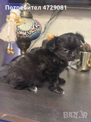 Чистокръвно дългокосместо чухуахуа, снимка 4 - Чихуахуа - 53368569