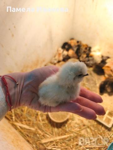 Пиленца и пъдпъдъци на една седмица , снимка 5 - Кокошки и пуйки - 54167621