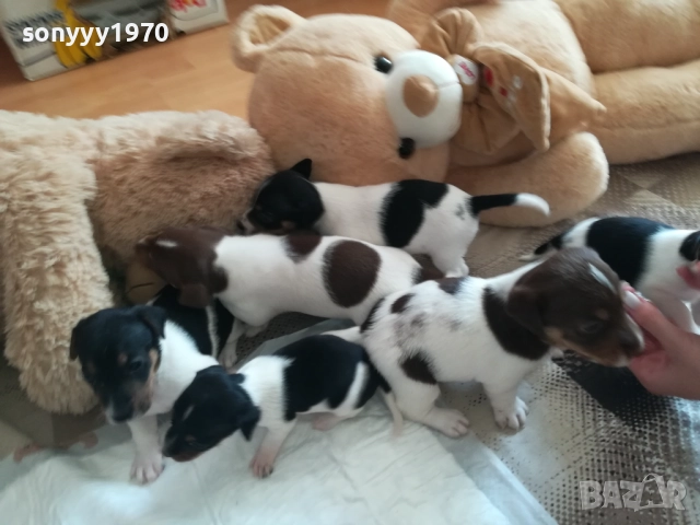 ДЖАК РЪСЕЛ СЛАДУРИ 250ЛВ ЗА КУТРЕ 1409250841