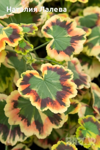 Пеларгониум, Pelargonium Mrs Pollock