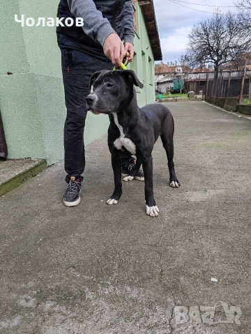 Presa argentino , снимка 5 - Дого аржентино - 50600443