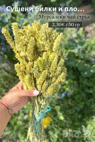 Мурсалски чай - стрък 