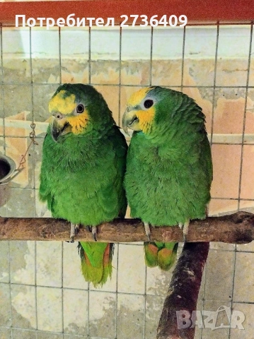 Двойка оранжевокрили амазони , снимка 3 - Папагали - 53307503