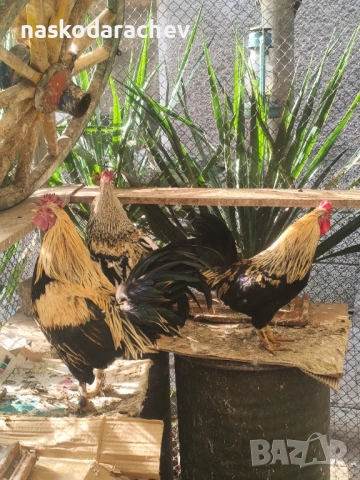 Продавам петли за клане за Петльовден или за разплод, снимка 11 - Кокошки и пуйки - 53021356