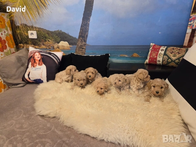 maltipoo, снимка 5 - Други - 53088252