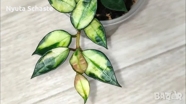 Hoya Lacunosa variegata, снимка 1