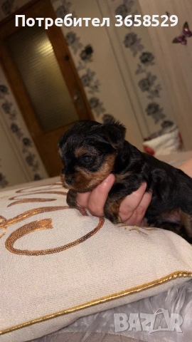 Йоркширски териер, снимка 4 - Йоркширски териер - 53044209