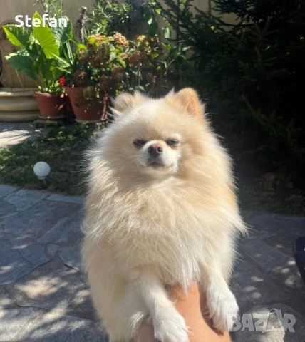 Померан Роки си търси жена