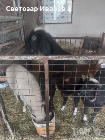 Продавам бали, гр. София, снимка 2 - Овце - 44760355