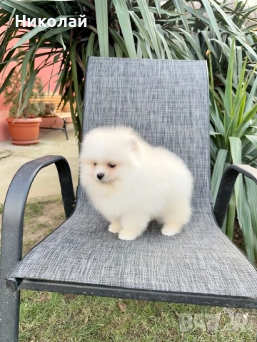 Померан момче със втора ваксина, снимка 6 - Померан - 53108550