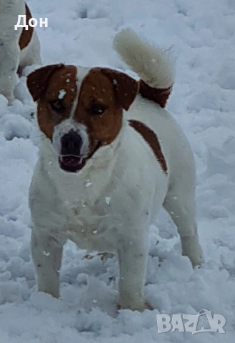 Джак Ръсел Териер 🐾, снимка 9 - Джак ръсел териер - 52631603