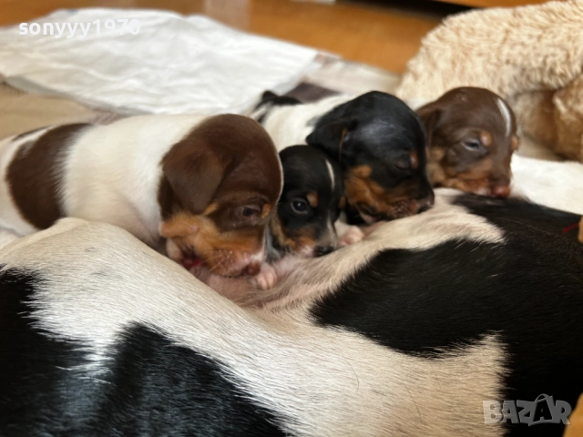 ДЖАК РЪСЕЛ 250ЛВ ЗА БРОЙ 1209252014, снимка 14 - Джак ръсел териер - 51694568