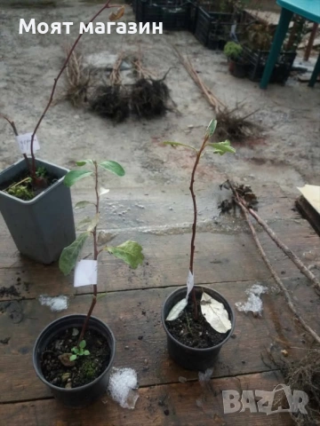 Поантилла - poantilla, снимка 5 - Градински цветя и растения - 53632146