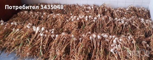 Домашен български зимен чесън собствено производство! Без химикали и пестециди!, снимка 11 - Домашни продукти - 52705970