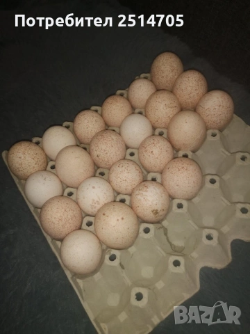 Оплодени пуешки яйца за люпене, снимка 3 - други­ - 54101495