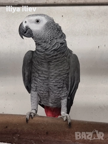 Двойка кралско жако , снимка 5 - Папагали - 53929277