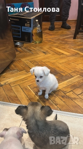 Продавам чихуахуа мъжко