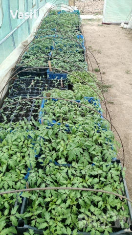 Предлагаме разсад  Домати и Краставици/Ръгби.Розова Магия.Меделина .Наслада .И много други 0.70цента, снимка 2 - Разсади - 53813782