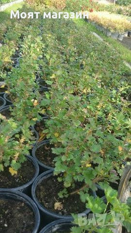 Цариградско Грозде, снимка 9 - Градински цветя и растения - 53650621