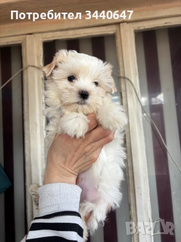 Йорки Голд Дъст