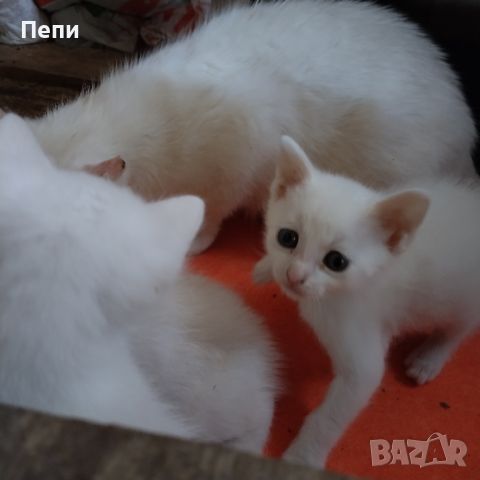 Бели котета търсят любящи стопани, снимка 2 - Други - 46455653