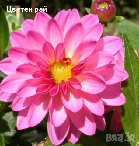 Грудки на няколко цвята далии , снимка 14 - Градински цветя и растения - 52506160