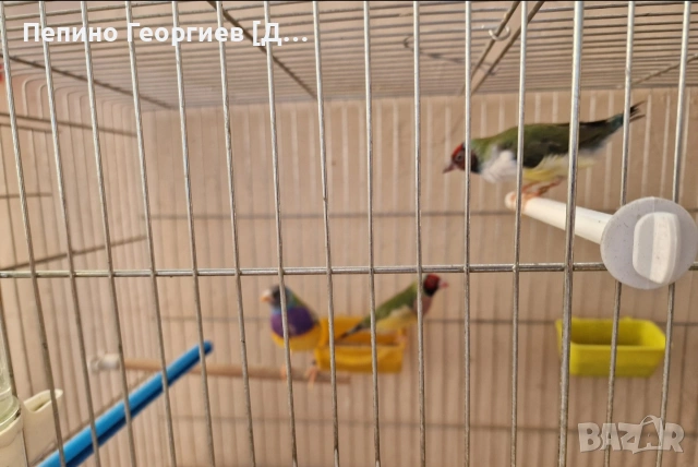 Гулдови Амадини, снимка 9 - Амадини - 53904009