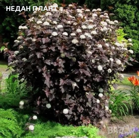 Физокарпус "Жълт и Червен", снимка 2 - Градински цветя и растения - 51983506