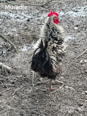 Петел къдрава порода за разплод, снимка 3 - други­ - 54128247