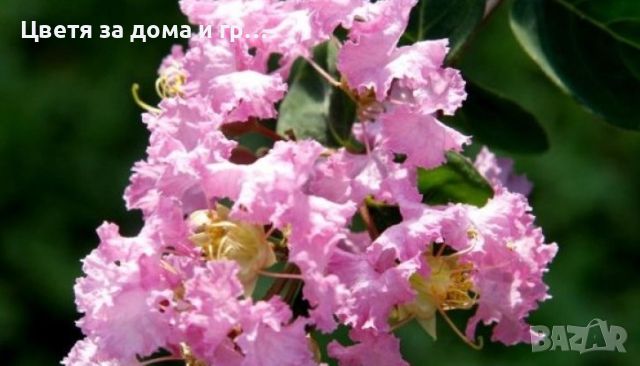 Индийски люляк Lagerstroemia -Светло розов, снимка 1 - Разсади - 46652681