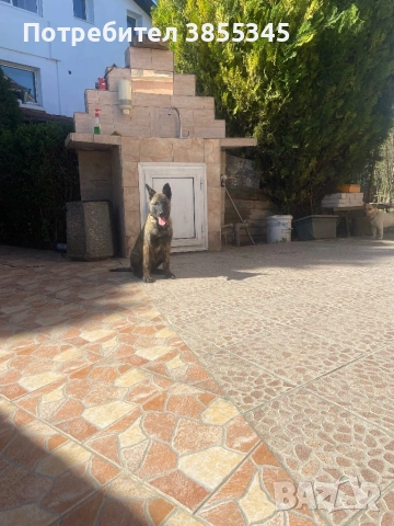 Белгийски овчарки, снимка 4 - Белгийска овчарка - 54142764